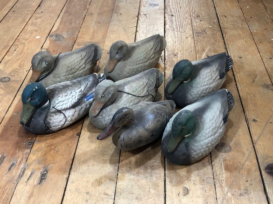 (7) Carry Lite Dura-Beak Duck Decoys Condition Consistent To Age