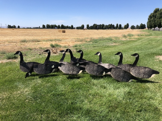 (12)Johnson Folding Goose Decoys