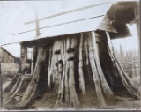 Darius Kinsey (American 1869-1945) Cedar Stump House Edgecomb Wa. 1901, Photograph