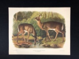 (9) Audubon Color Lithographs Of Animals