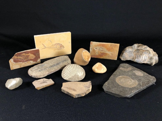 Assortment of Fossils Including Both Body Fossils and Trace Fossils