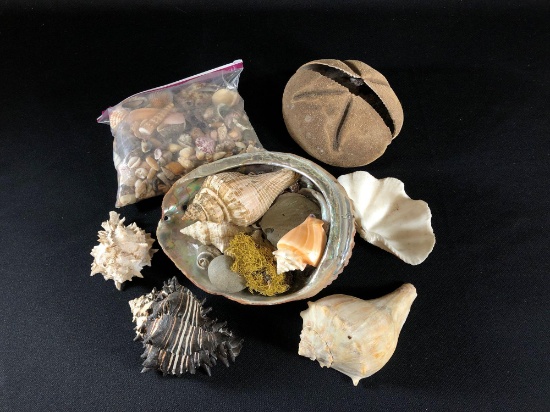 Assortment of Sea Shells
