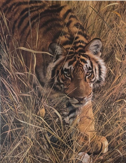 Brenders, Carl, "Tall Grass" Tiger, LEP, 685/950