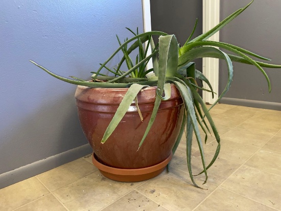 Cactus House/ Office Plant w/ Planter