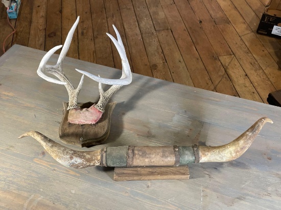 Steer/Bull Horns w/ Feather Ties & Scalp Mounted Whitetail Buck