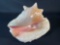 Queen Conch shell (Aliger gigas)