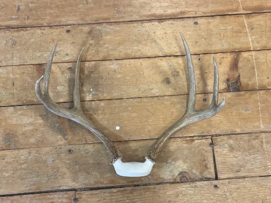 3-Point Antler Mount