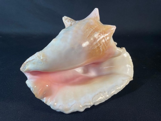 Queen Conch shell (Aliger gigas)