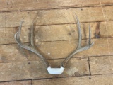 3-Point Antler Mount
