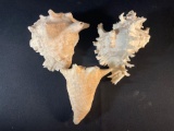 collection of natural marine items, primarily seashells and a piece of coral