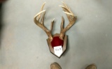 10 Pointer Mounted Antler