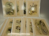 LOT OF 19 PRINTS OF BIRDS FROM BIRDS OF NORTH AMERICA 1878