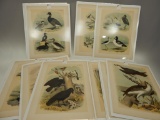 LOT OF 19 PRINTS FROM BIRDS OF NORTH AMERICA 1878 15