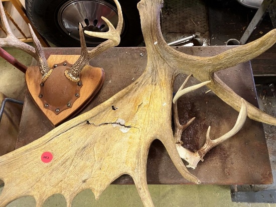 Deer Mount and Antlers