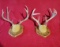 2 9-Point Antler Mounts