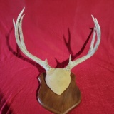 8-Point Antler Mount