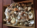 Sea Shells