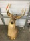 Deer Mount (NO SHIPPING)