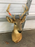 Deer Mount (NO SHIPPING)