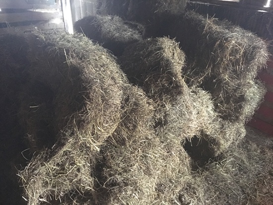 Lot of 19 small square bales of grass hay, been in barn a few years