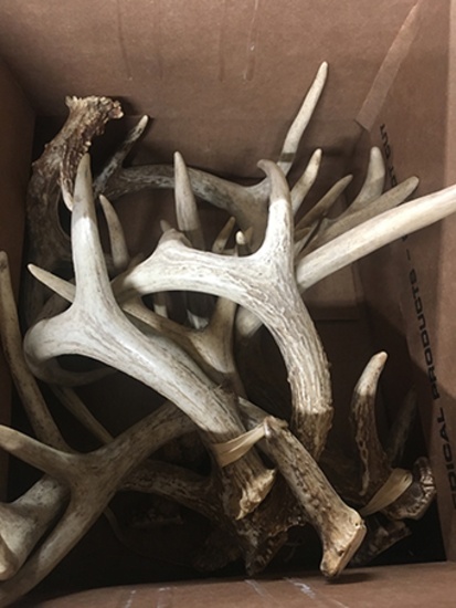 Antlers