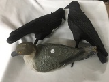 NO SHIPPING: Fiber Duck Decoy & 2 Plastic Crows
