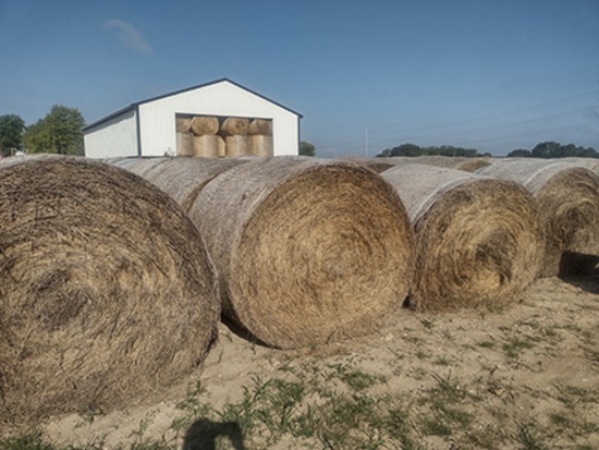 10x$ Fescue Hay, 1st Cutting, Fertilized