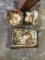 Various Sea Shells