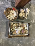 Various Sea Shells