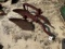 1pt. 2 Bottom Plow