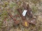 Misc. Cultivator Shanks