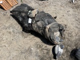 (2) Bags Of Duck Decoys