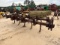 11 Shank Chisel Plow