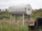 Steel Fuel Tank w/ Stand and Pump. **NOTE: LOCATED IN CROSSFIELD, AB**