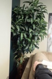 EVER Artificial 6.5' Ficus Tree.