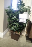 EVER Artificial 3' Black Olive Plant.