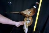 Pheasant Mount. Attatched To Base. No Shipping Available. Must Pick Up In Tea, Sd