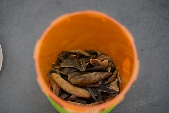 Old Shark Teeth