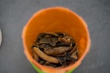 Old Shark Teeth