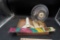 Screw-In Fan, Lynx Fan & Fall Cardinals Decorative Flag