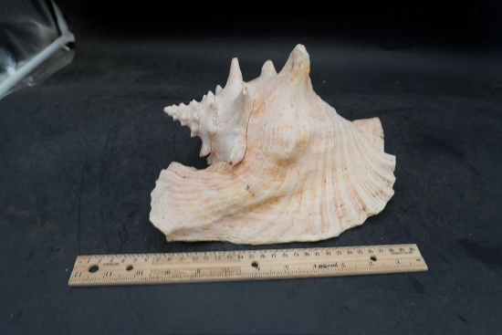 Seashell