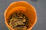 Old Shark Teeth