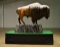 Large Sculpture of American Bison with Display