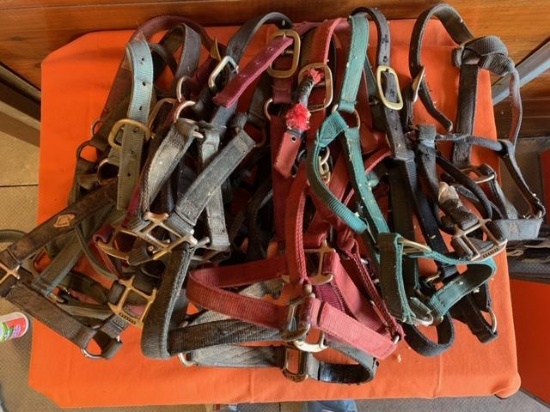 12 assorted Nylon halters
