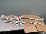 3B Scientific Human Skeleton Model SAM with Muscles & Ligaments