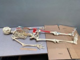 3B Scientific Human Skeleton Model MAX with Painted Muscle Origins & Inserts