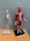 2pcs - Altay Scientific Muscular Figure & Maniken 11 Anatomy in Clay Half Model Skeleton