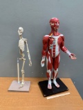 2pcs - Altay Scientific Muscular Figure & Maniken 11 Anatomy in Clay Half Model Skeleton