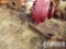 7'W x 12'L Skid w/9