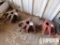 (3) BJ 100-Ton CL Tubing Elevators, 2-3/8